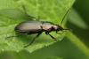 Poecilus cupreus